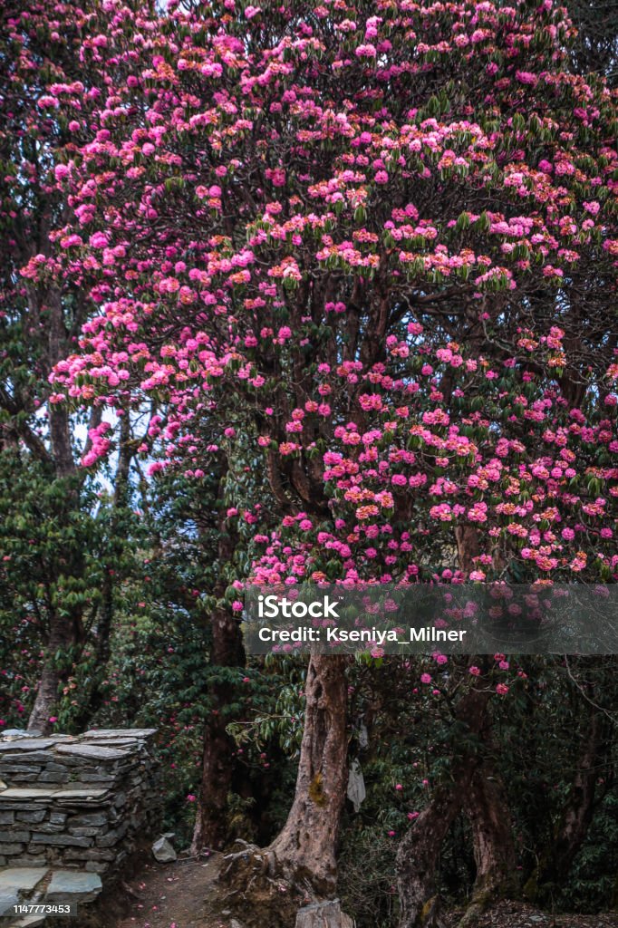 Blooming Rhododendron tree in the Himalayan village Ghorepani (Poon Hill) April Stock Photo