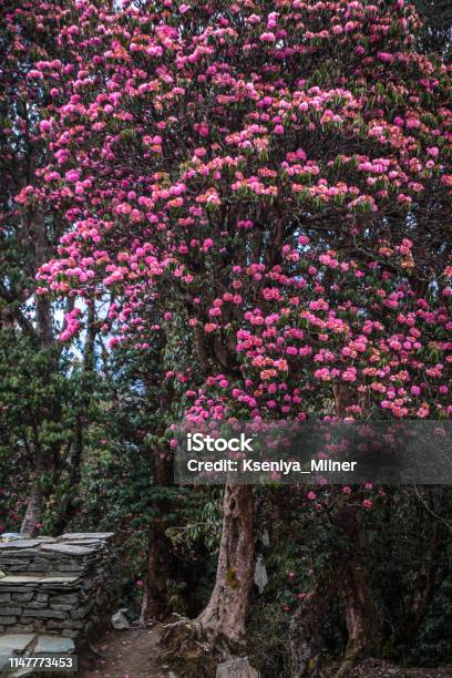 Blooming Rhododendron Tree In The Himalayan Village Ghorepani Stock Photo - Download Image Now