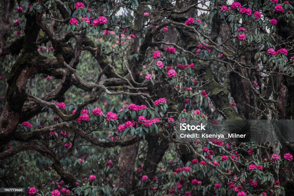 Blooming Rhododendron tree in the Himalayan village Ghorepani (Poon Hill) Nepal Stock Photo