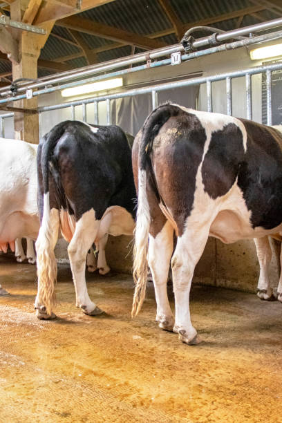 istock Cows in the barn waiting to be milking 1147773903