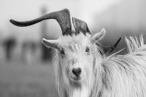 Goat