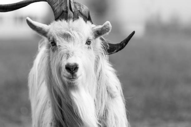 istock kiko goat black and white portrait photo-image 1147773948