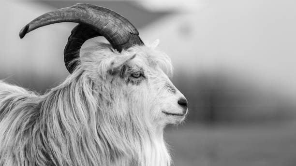 istock kiko goat black and white portrait photo-image 1147773950