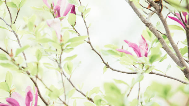 紫色のマグノリアの花春の結婚式の背景 - magnolia pink flower isolated ストックフォトと画像