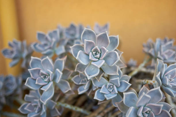 graptopetalum paraguayense - indian pipe stock-fotos und bilder