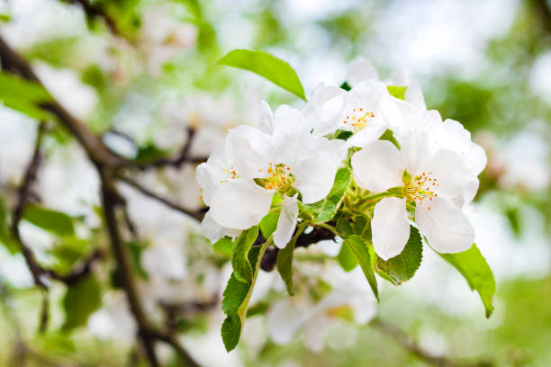 istock Flowering branch of apple tree in a spring 1147776298