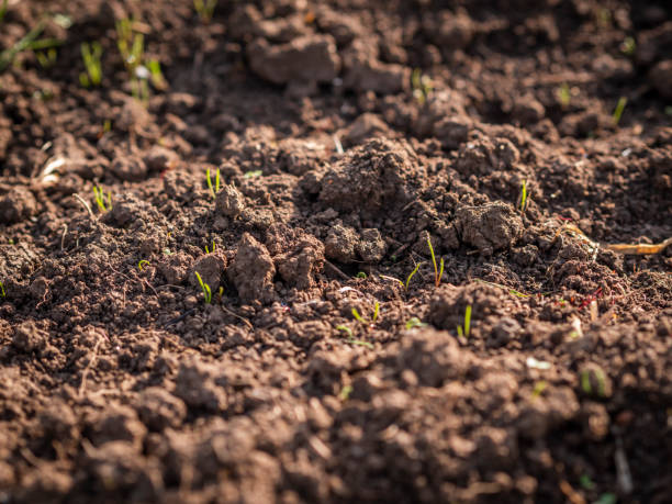 istock seedling growing on healthy brown soil organic farming 1147776406