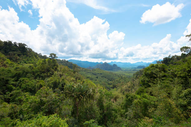 istock Tropical rain forest hill landscape 1147777167