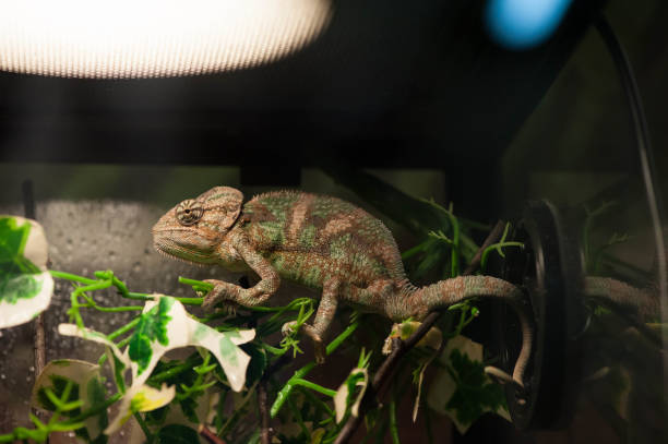 カメレオン - chameleon africa rainforest leaf ストックフォトと画像