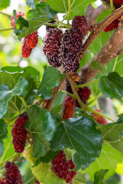 istock Mulberry fruit tree and green leaves. Fresh sweet black mulberries, it is good source of vitamin for healthy on the nature background. 1147778014