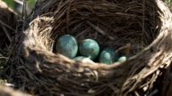 istock Eggs of a wild thrush lying in the nest under a morning spring sun 1147778195