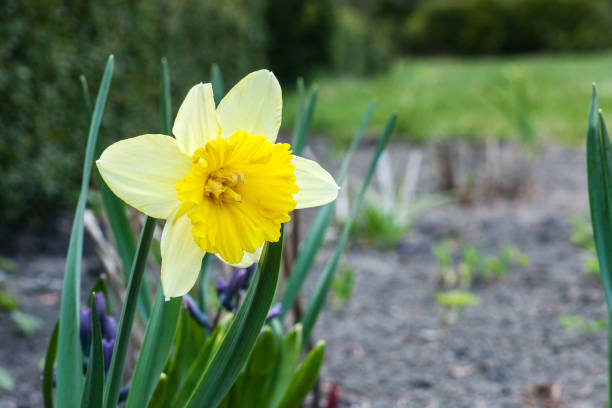 fleur de narcisse jaune poussant dans le jardin de printemps - derringer photos et images de collection