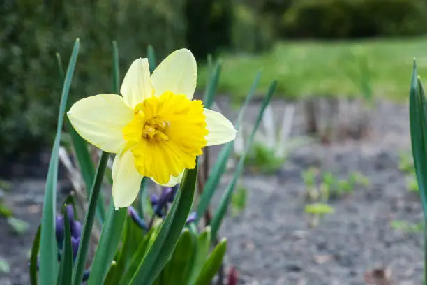 Photo of Yellow Narcissus flower growing in spring garden