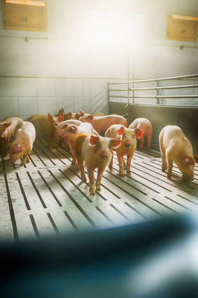 porcos em uma exploração agrícola - domestic pig - fotografias e filmes do acervo