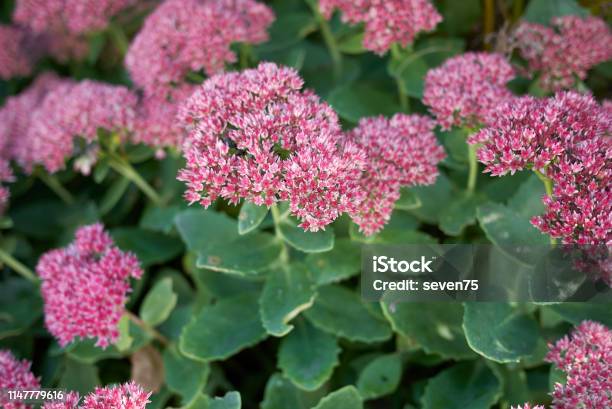 Hylotelephium Spectabile Stock Photo - Download Image Now - Sedum - Plant, Autumn, Backgrounds