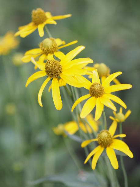 istock Yellow flower on blurred nature background 1147780890
