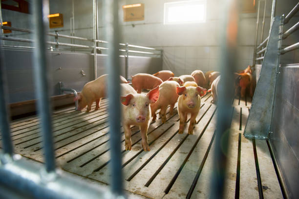 istock Pigs on a farm 1147782612
