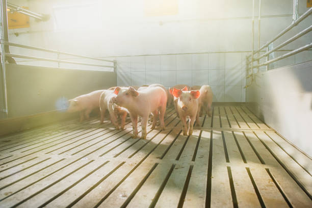 los cerdos en una granja - livestock pink agriculture nature fotografías e imágenes de stock