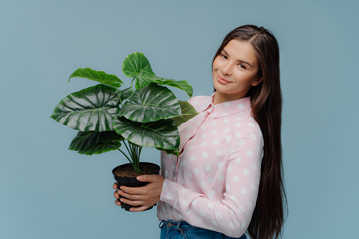Lovely delighted brunette woman holds green house plant in pot, likes growing pot plants at home, wears polka dot pink shirt and jeans, has long cared dark hair stands against blue background.