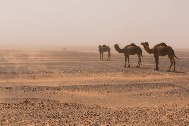 istock Three camels walk through the Erg Chebbi desert through a sandstorm, Morocco 1147783098