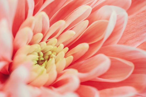 istock Trendy coral colored chrysanthemum close up. 1147784198