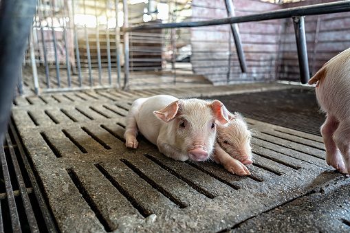 new born pig in hog farms, animal and Pig industry