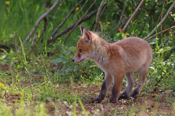 istock The Fox cub discovers the vicinity of the Lair 10. 1147785914