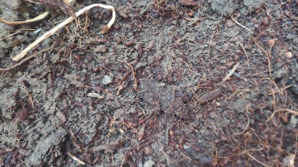 istock Organic soil - agriculture posts and news 1147786072