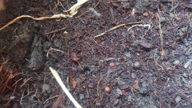 istock Organic soil - agriculture posts and news 1147786158