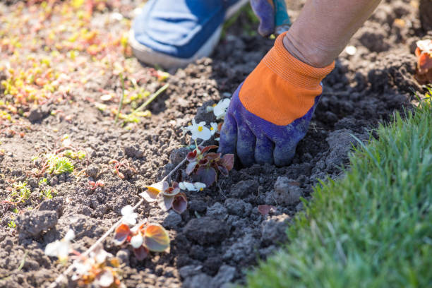 istock worker planting seedlings of flowers 1147786983