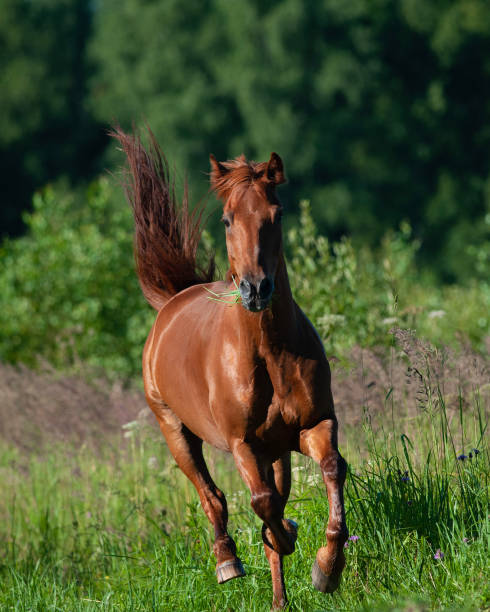 istock Beautiful chestnut horse running 1147787012