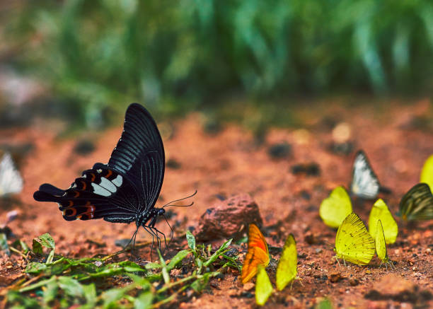 istock Black butterfly and the group 1147787696