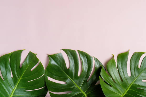 istock Fresh green  tropical Monstera leaf on pink background with copy space, top view 1147787740