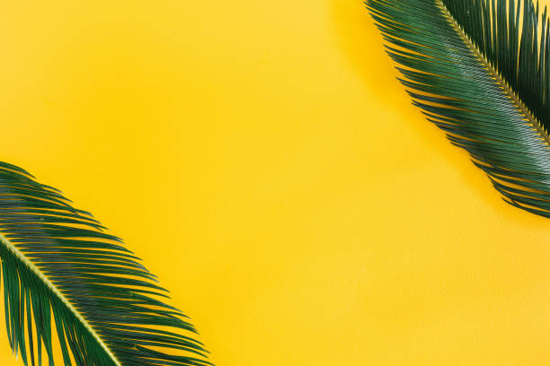 Summer composition. Tropical palm leaves on yellow background. Summer concept. Flat lay, top view, copy space