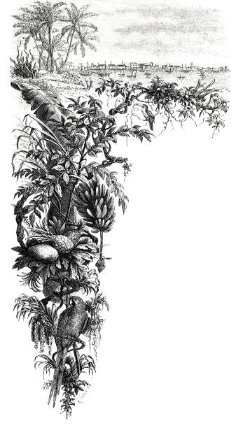 マラカイボ湖の植物 - old fashioned scenics engraving river点のイラスト素材／クリップアート素材／マンガ素材／アイコン素材