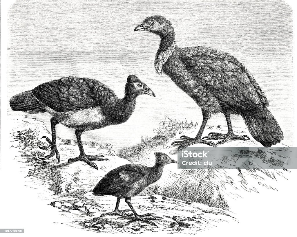Greater Jungle-footed Hens Illustration from 19th century 19th Century stock illustration