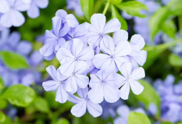 Cape Leadwort (common name for Plumbago Auriculata) flower also called blue jasmine flower
