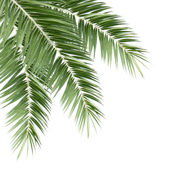 istock Green palm leaf isolated on white background 1147789159