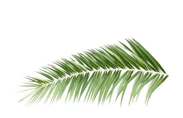 istock Green palm leaf isolated on white background 1147789171