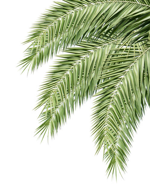 istock Green palm leaf isolated on white background 1147789211
