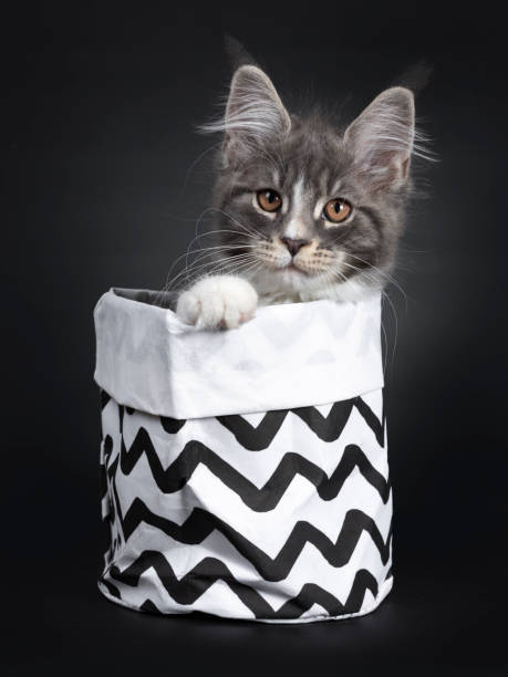istock Blue with white Maine Coon cat on black 1147789216