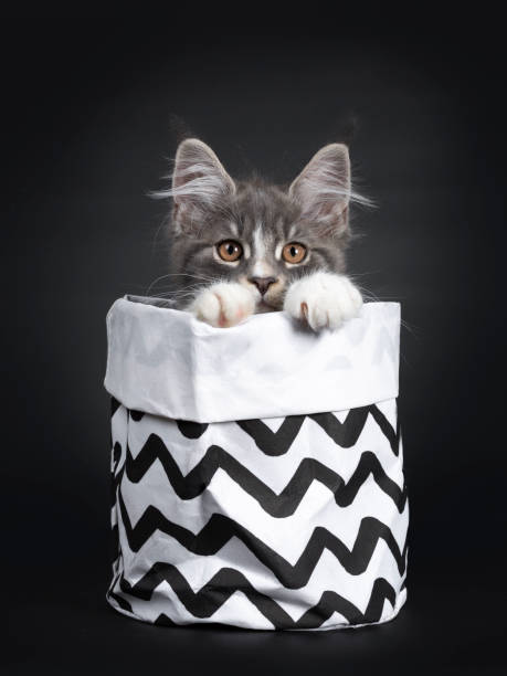 istock Blue with white Maine Coon cat on black 1147789262