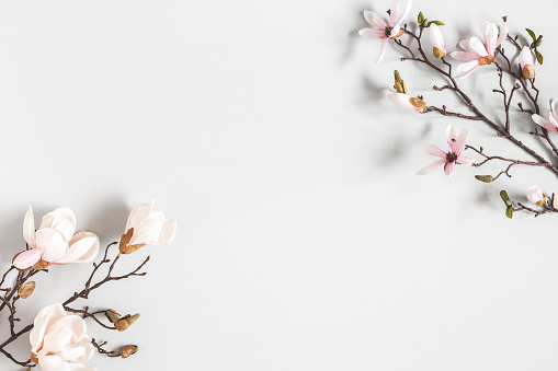 Composición de flores. Magnolia florece sobre fondo gris pastel. Flat Lay, vista superior, copiar espacio photo