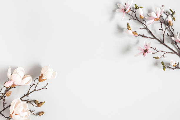 composición de flores. magnolia florece sobre fondo gris pastel. flat lay, vista superior, copiar espacio - magnolia bloom fotografías e imágenes de stock