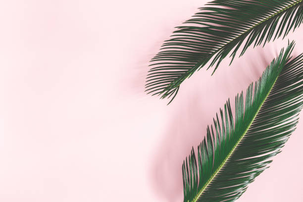 istock Summer composition. Tropical palm leaves on pastel pink background. Summer concept. Flat lay, top view, copy space 1147790338