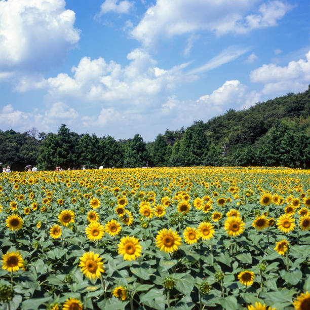 Located in the center of Hiroshima Prefecture on the 500m-high Sera Highlands, Sera Kogen Farm is about 40 minutes away from downtown Onomichi by car. The farm is only open during the seasons of spring, summer and autumn when the festivals are held. The flowers are hand-planted for each event. There is an observation point from where you can view the entire farm which provides incredible flower fields on a massive scale.