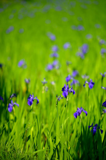 istock Japanese iris or Kakitsubata in Kyoto 1147792803