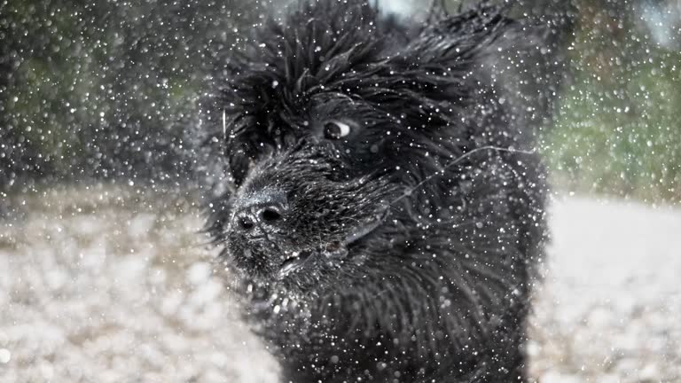 SLO MO Head of a Newfoundland dog shaking off water