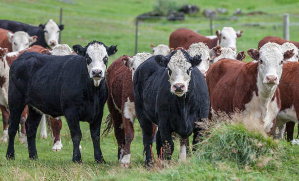 istock cattle farming in New Zealand 1147794122
