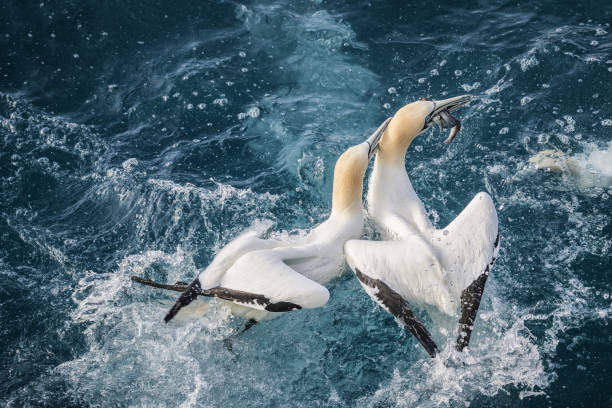 istock Northern gannet bird: survival of the fittest 1147794211